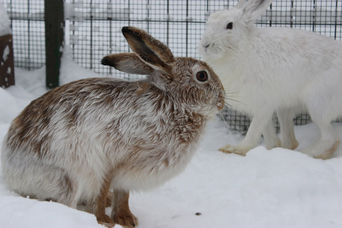 Заяц Беляк и Русак