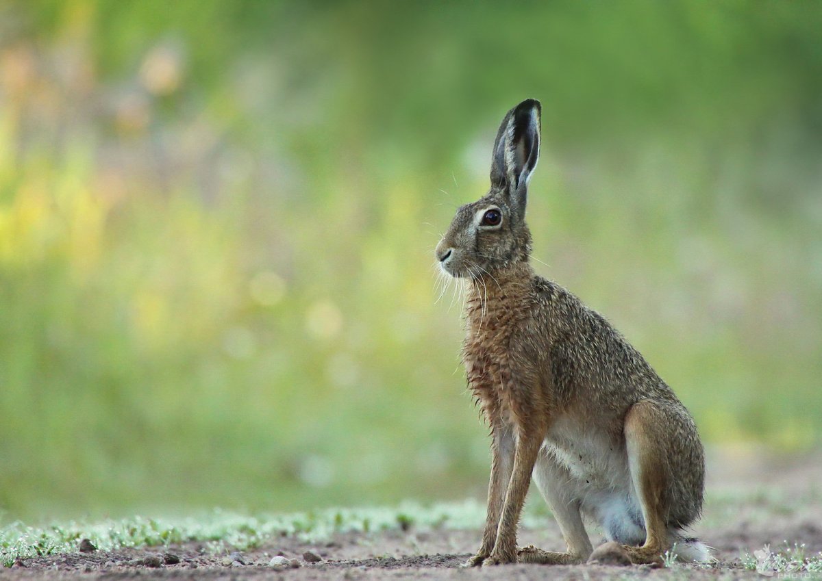 Заяц Беляк толай и Русак