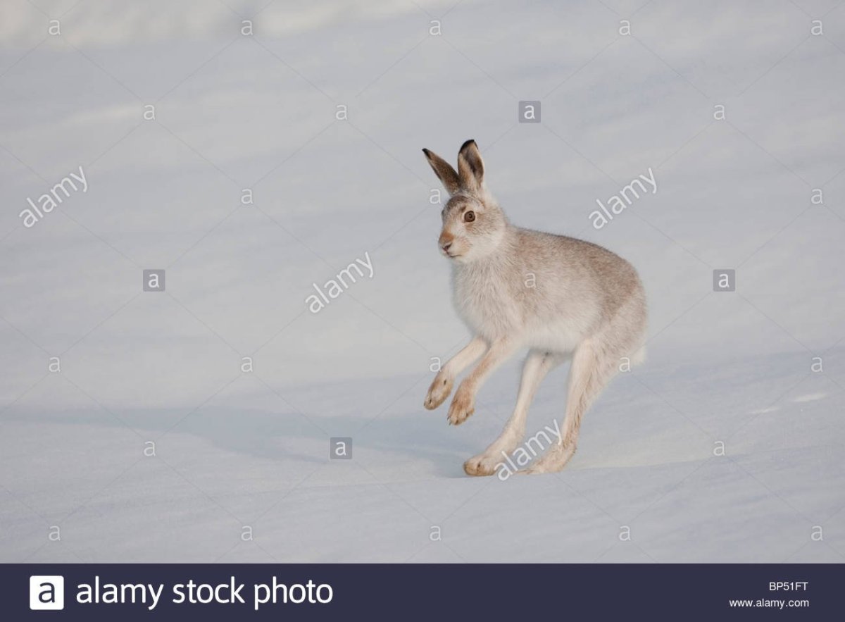 Заяц Русак белый