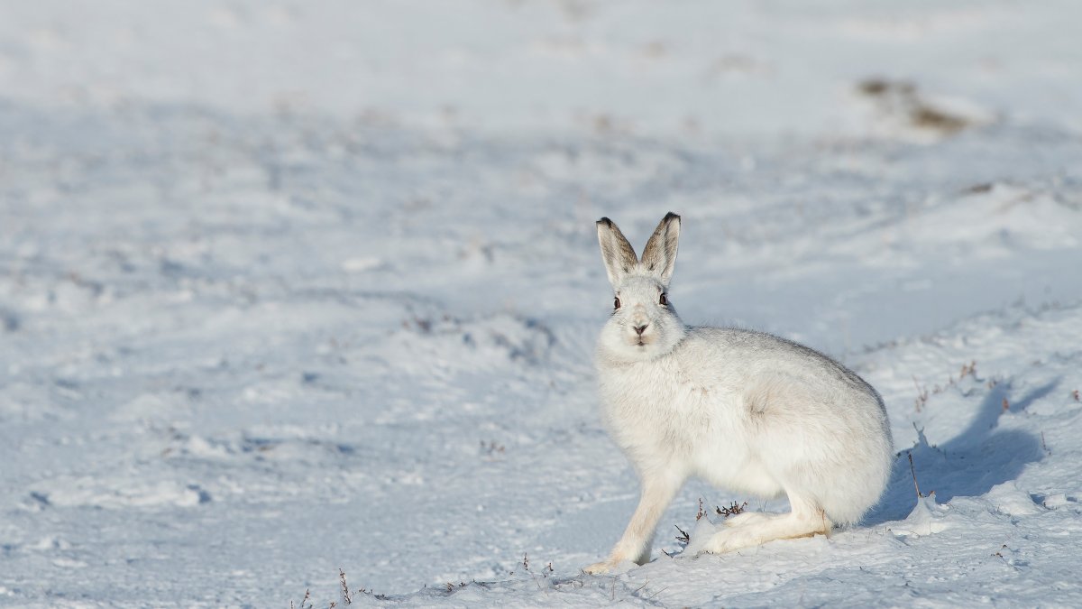 Зимний заяц Беляк