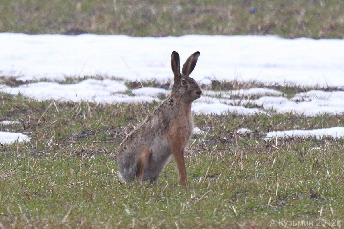 Заяц Русак Волгоградской области