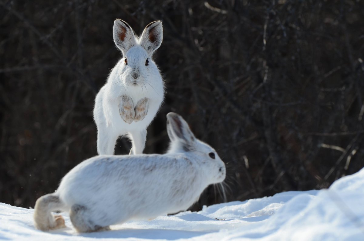 Заяц Беляк с зайчатами