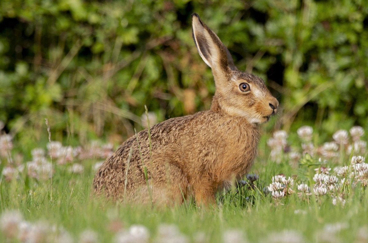 Заяц Беляк и заяц Русак