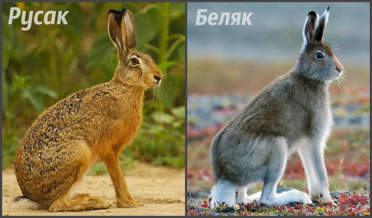 Заяц беляк и русак