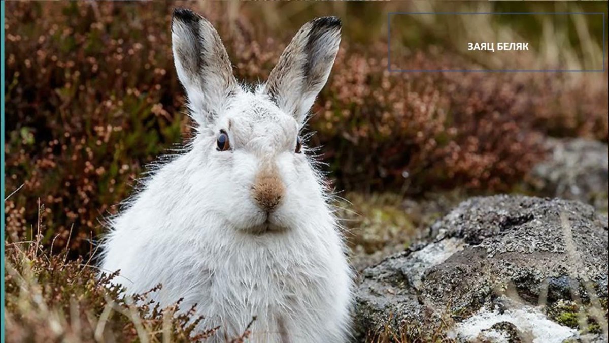 Заяц Беляк Вануаз