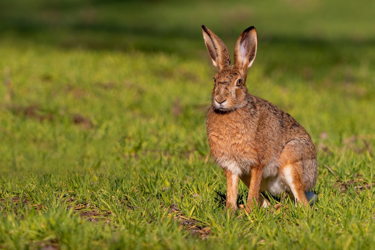 Заяц Русак (Lepus europaeus)