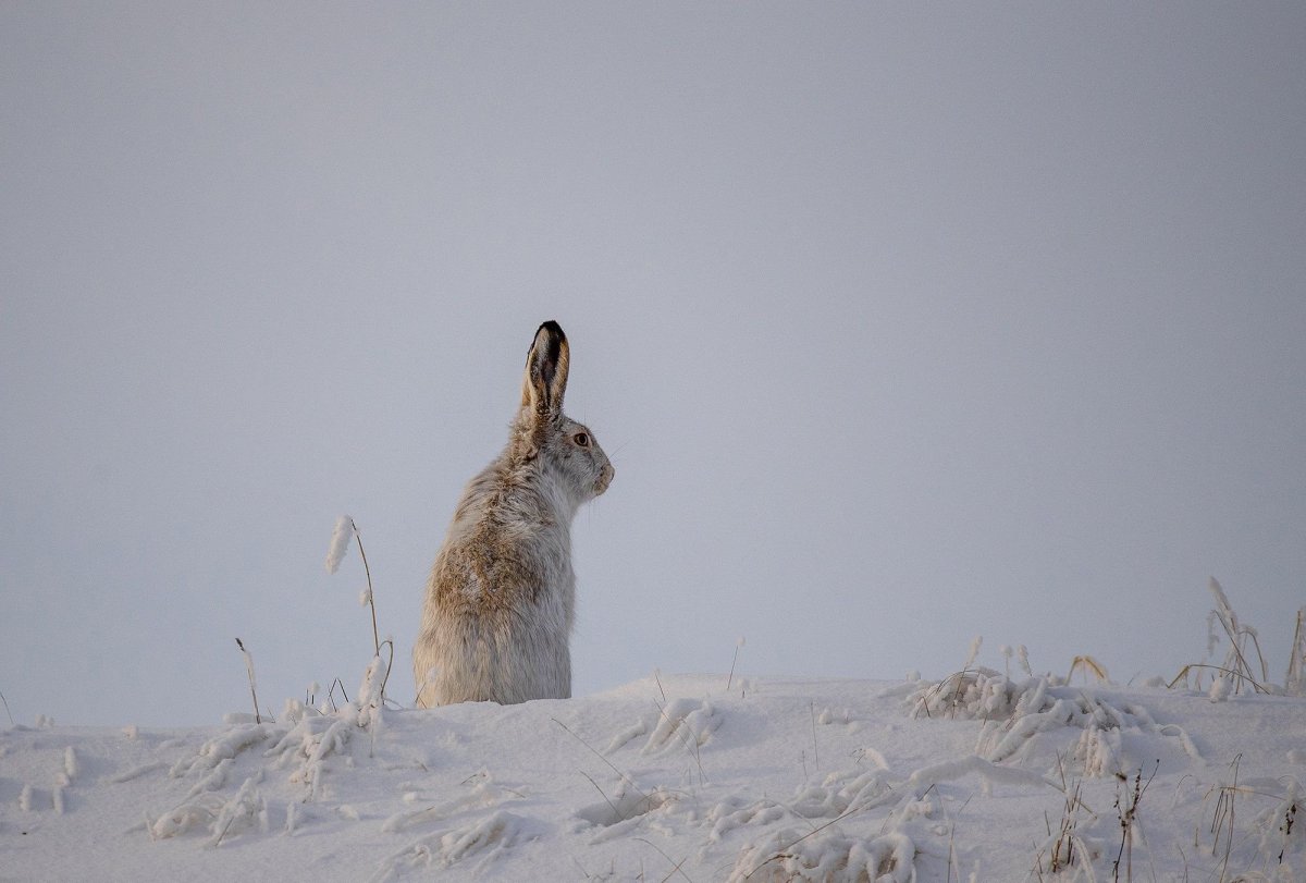 Заяц Русак зимой зимой