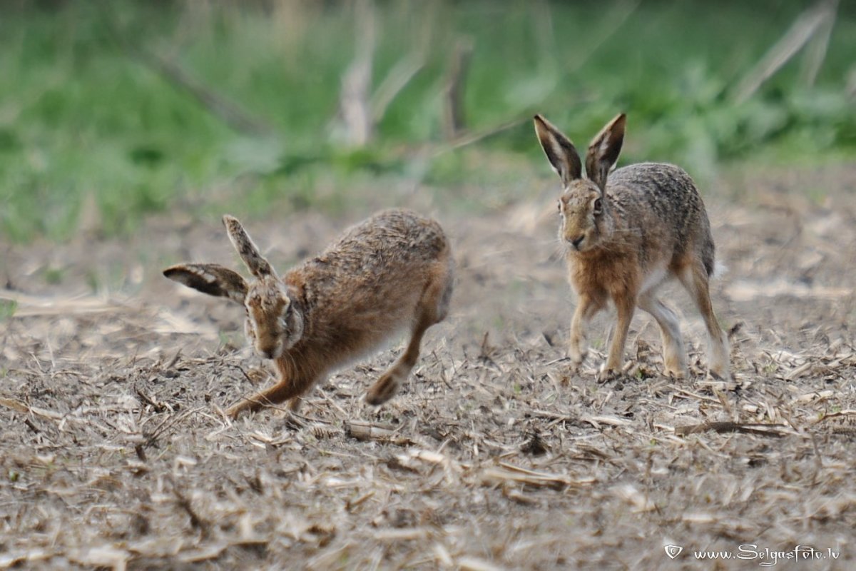 Беляк топай Русак