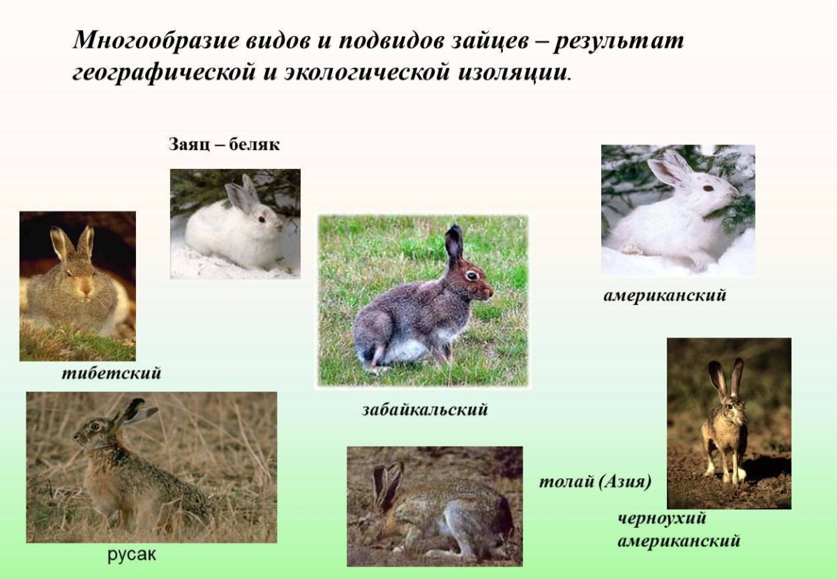 Подвиды зайца