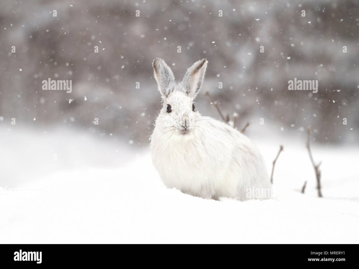 Заяц под елкой