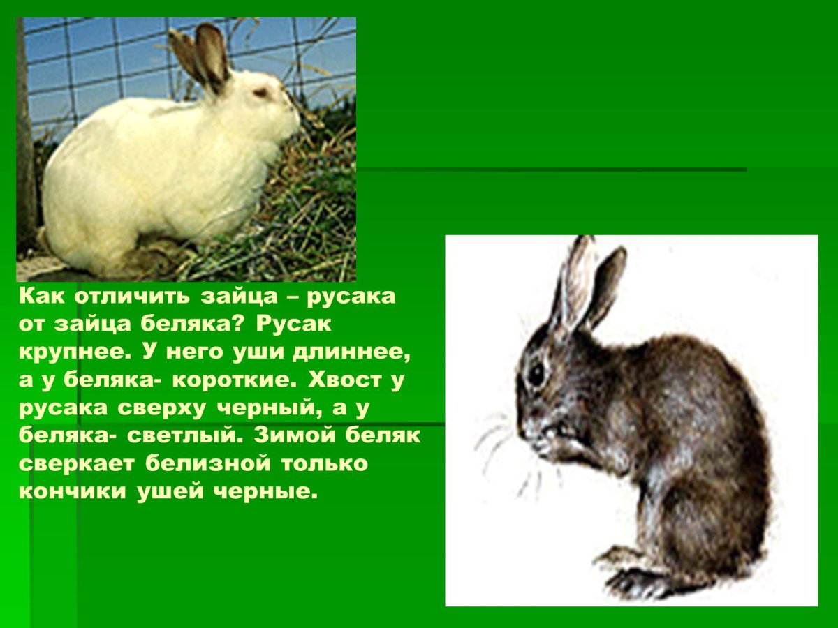 Сходства и различия зайца беляка и русака 2