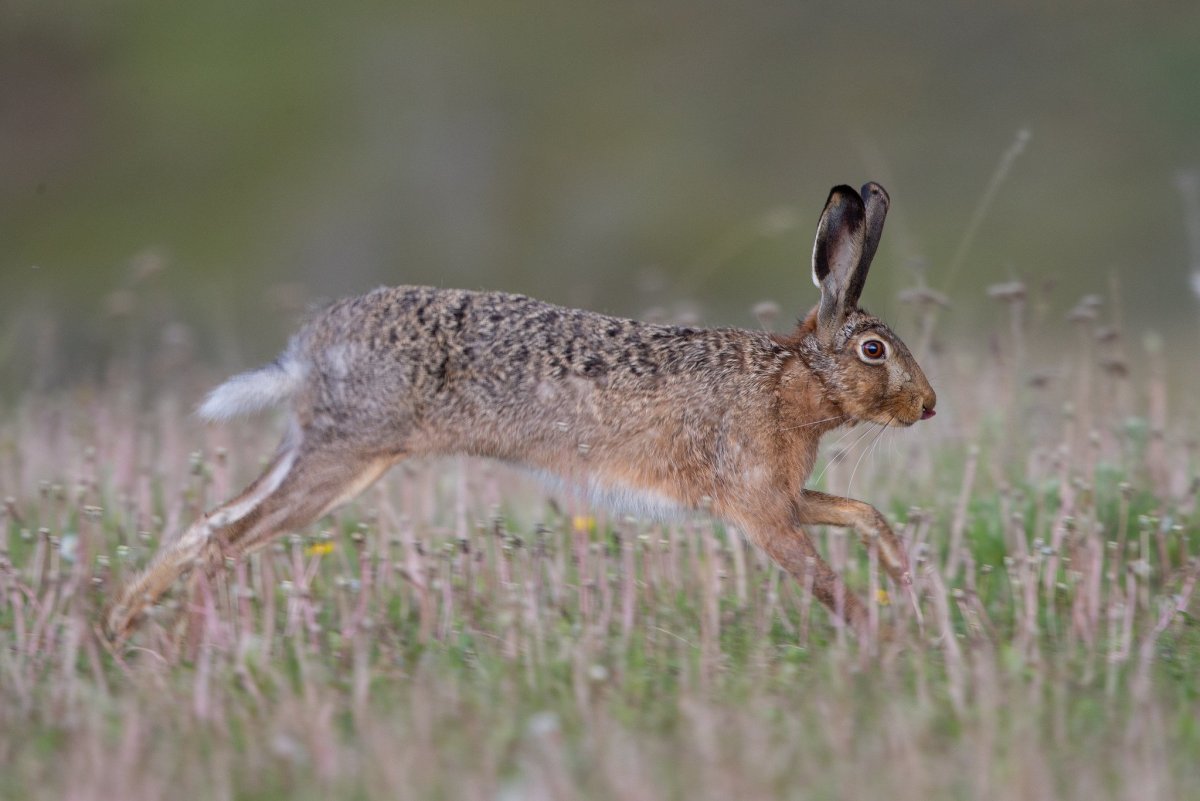 Заяц Русак (Lepus europaeus)