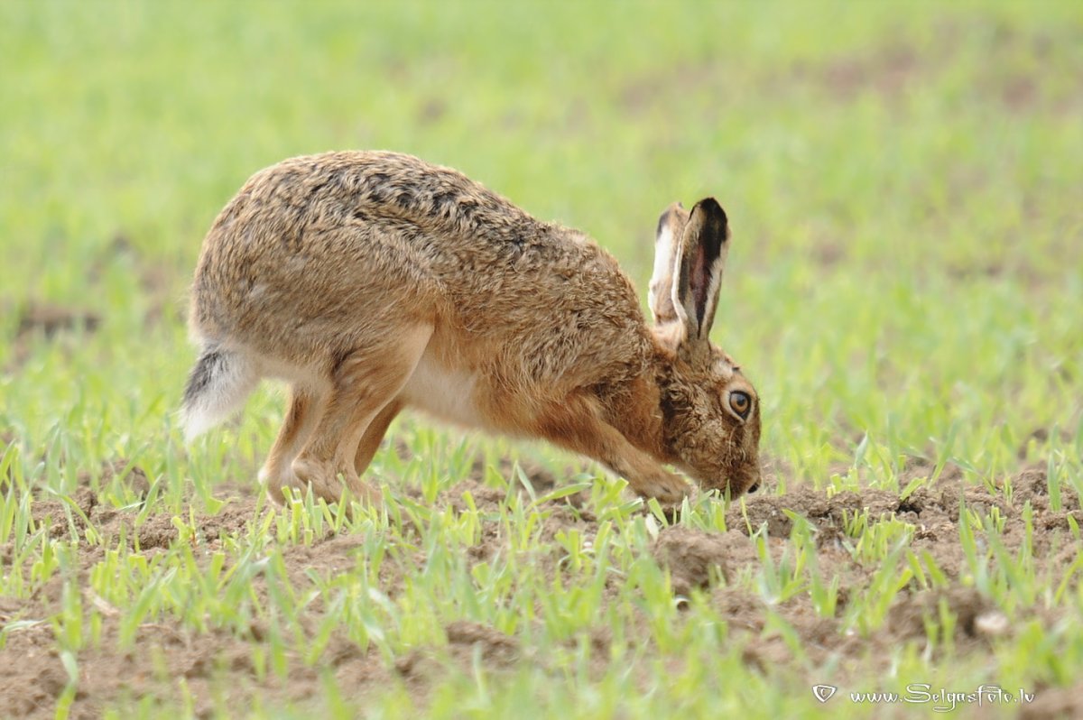 Заяц Русак фото