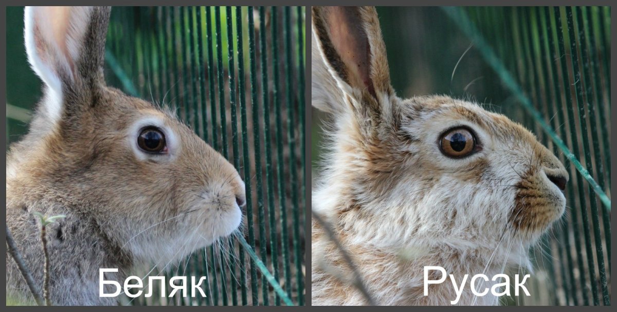 Заяц-Беляк заяц-Русак и Тумак