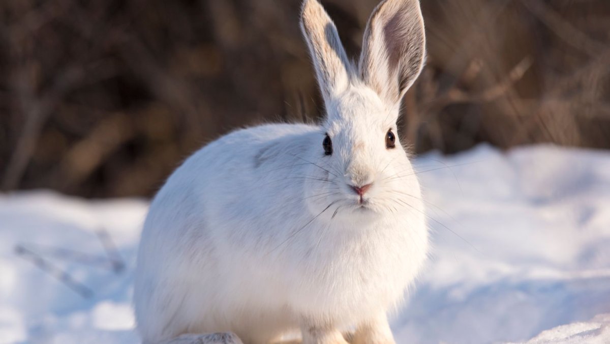 Заяц Беляк Кивач