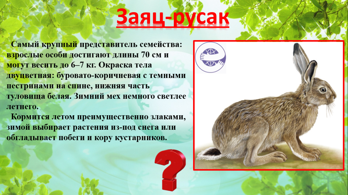 Самый крупный заяц Русак