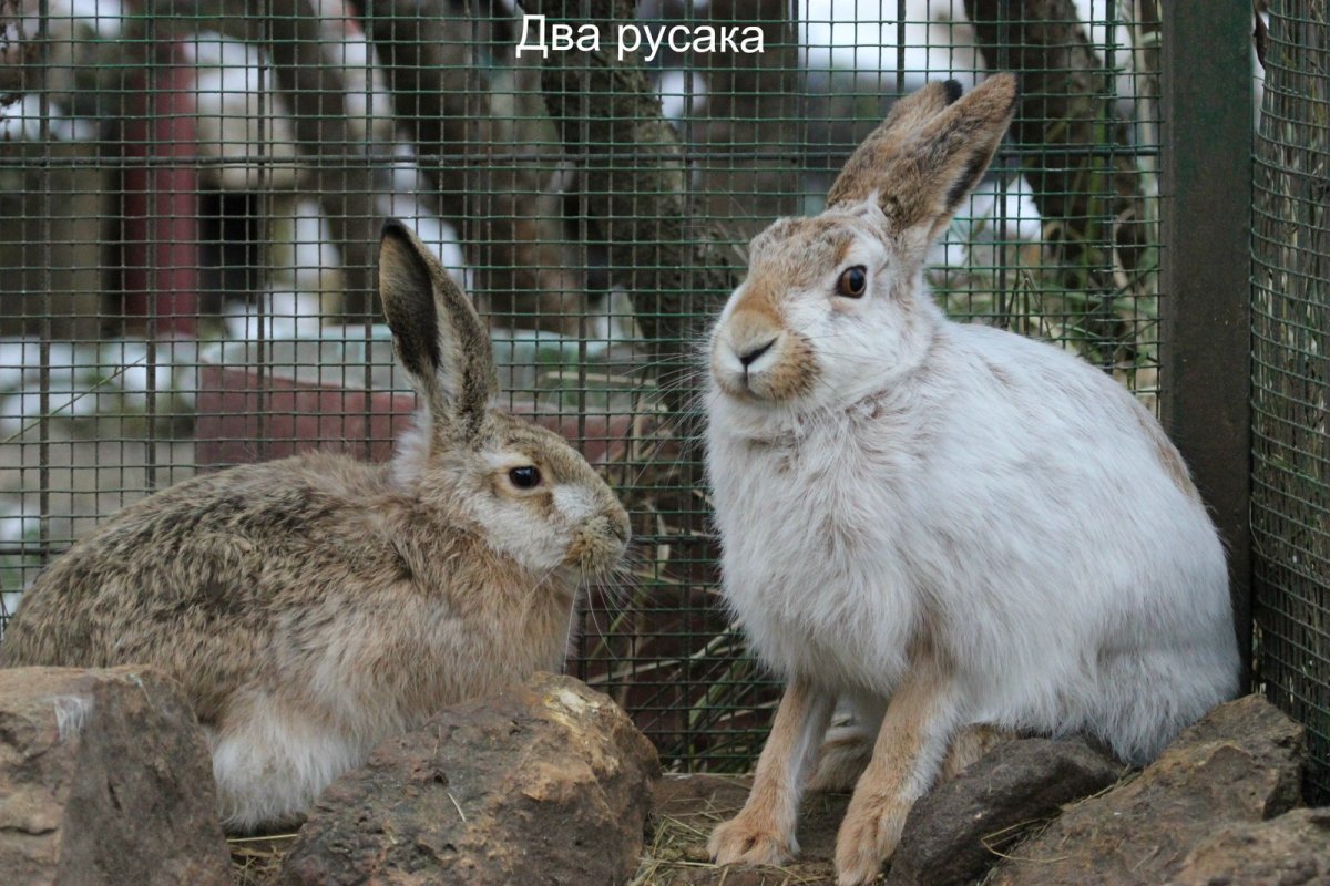 Беляк Русак Тумак