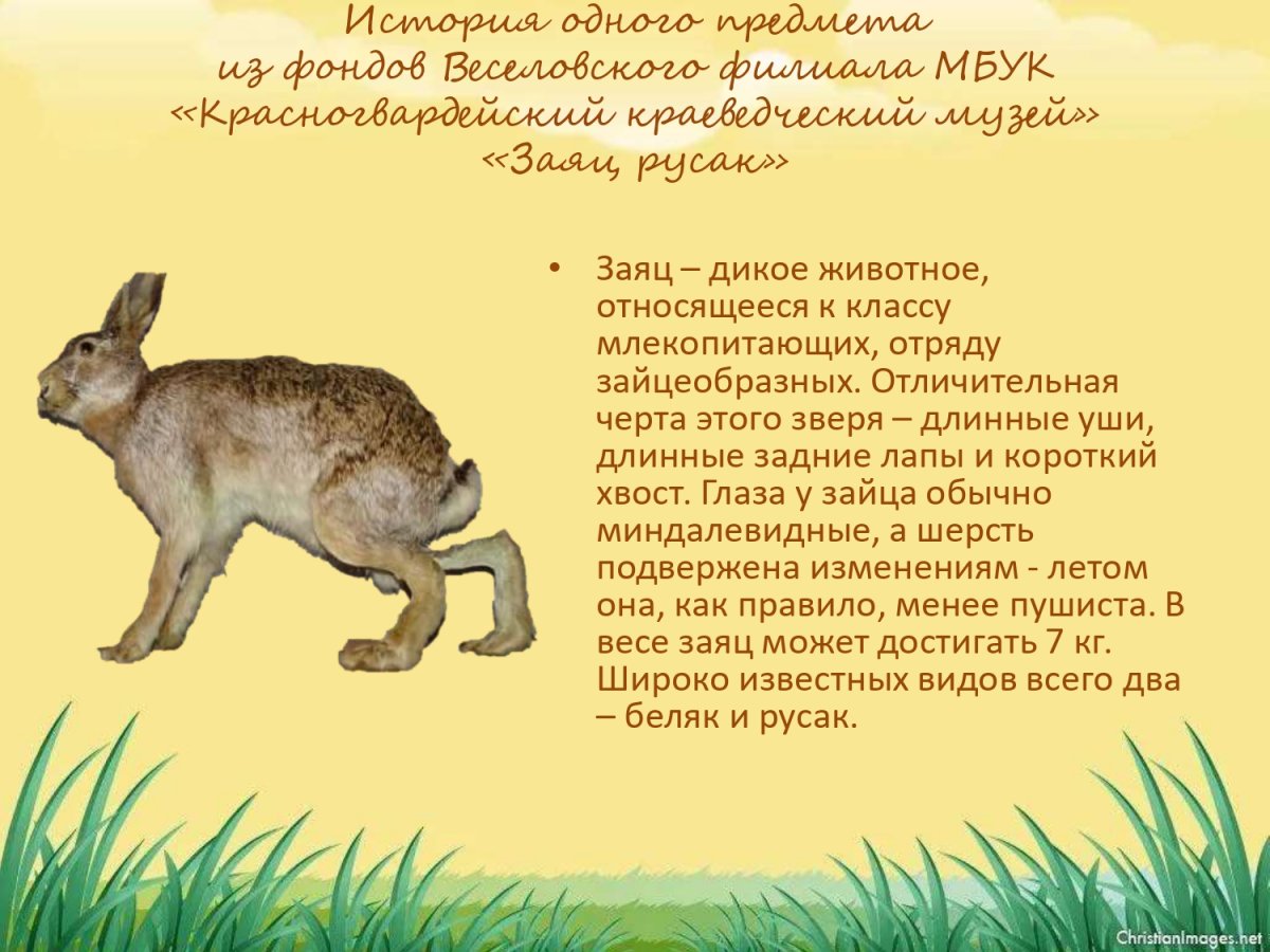 Заяц толай зимой