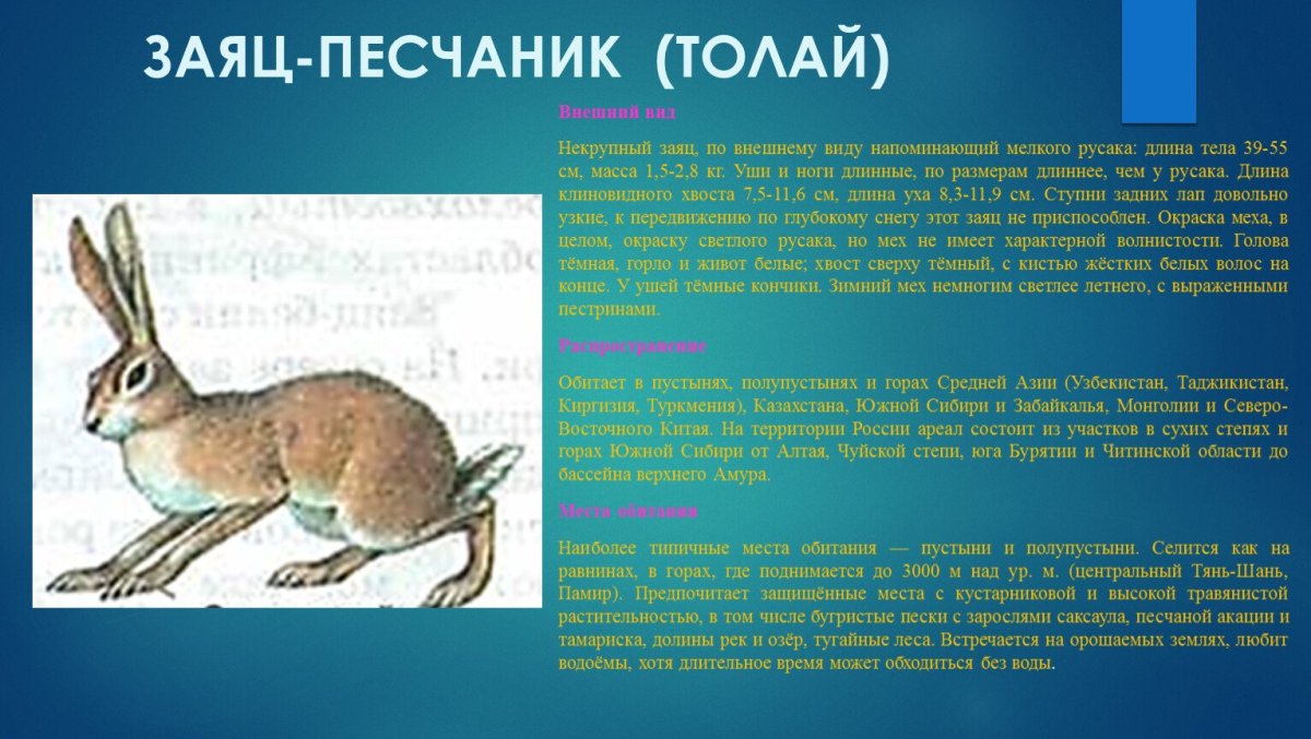 Заяц Беляк с зайчатами