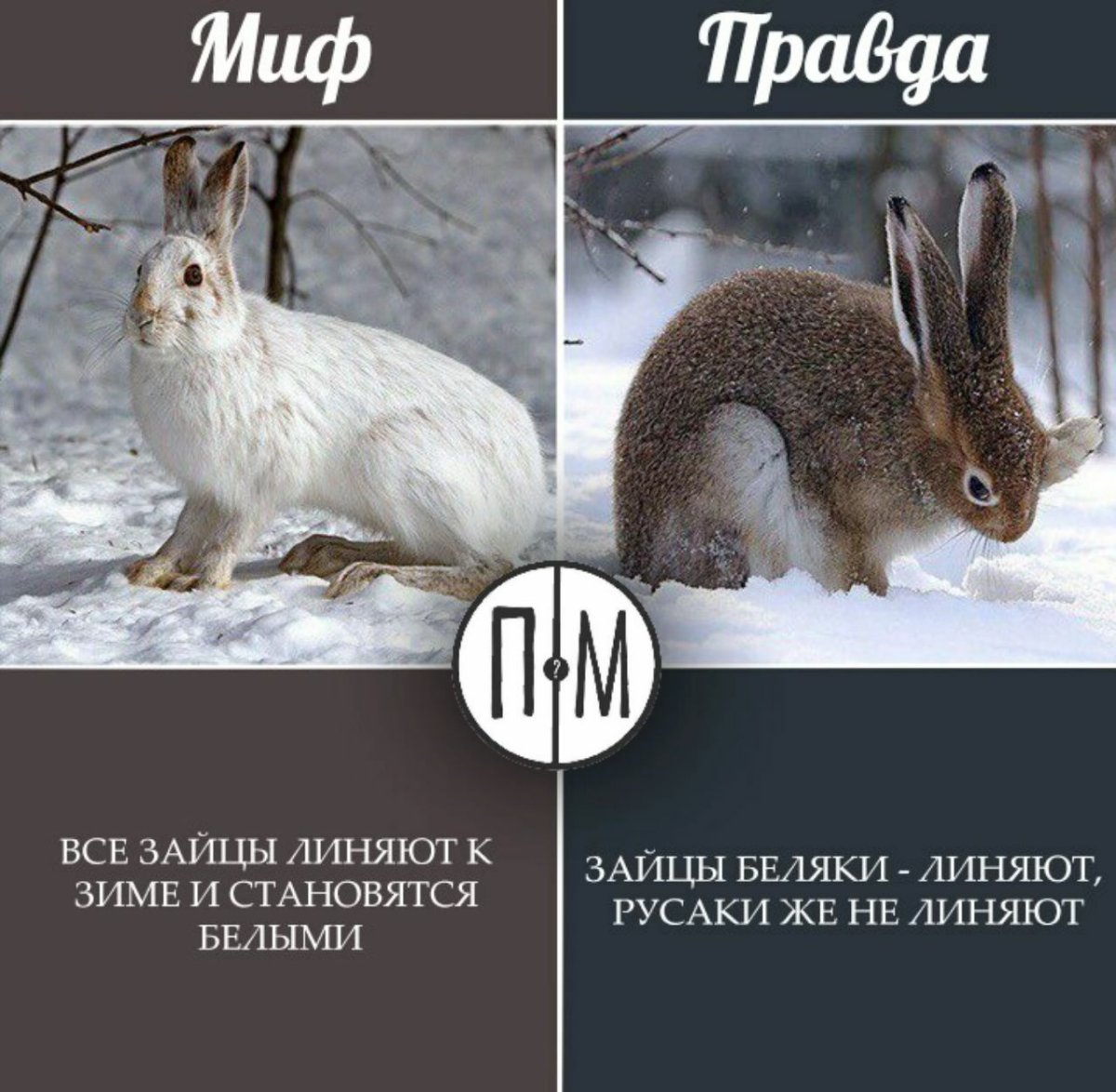 Заяц Русак линяет зимой