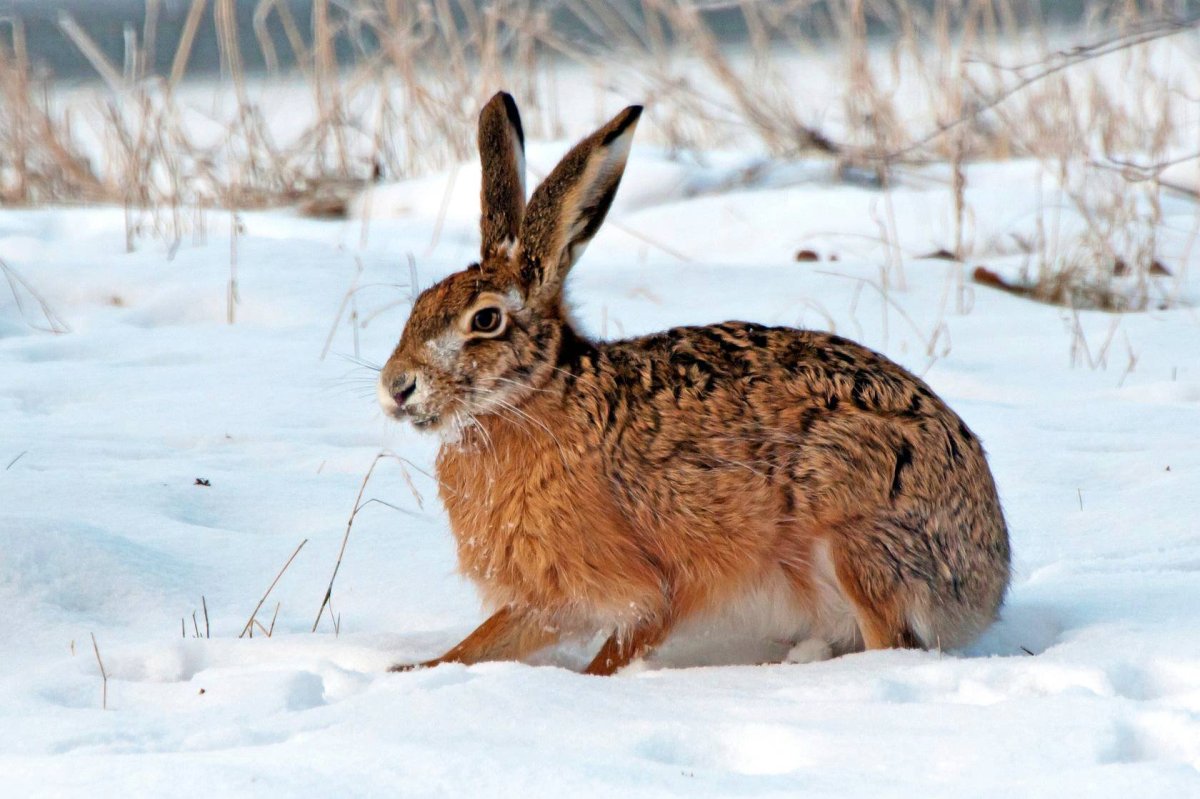 Тип питания зайца беляка
