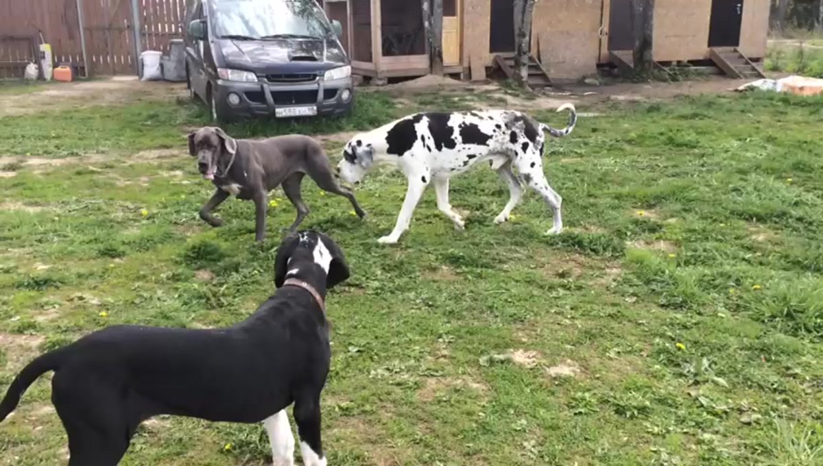 Собака мраморный дог