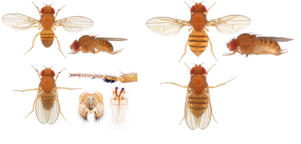 Стая комаров