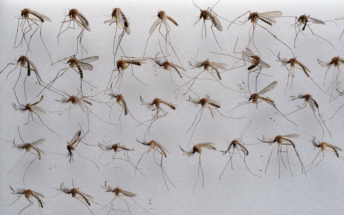 Мертвая Муха