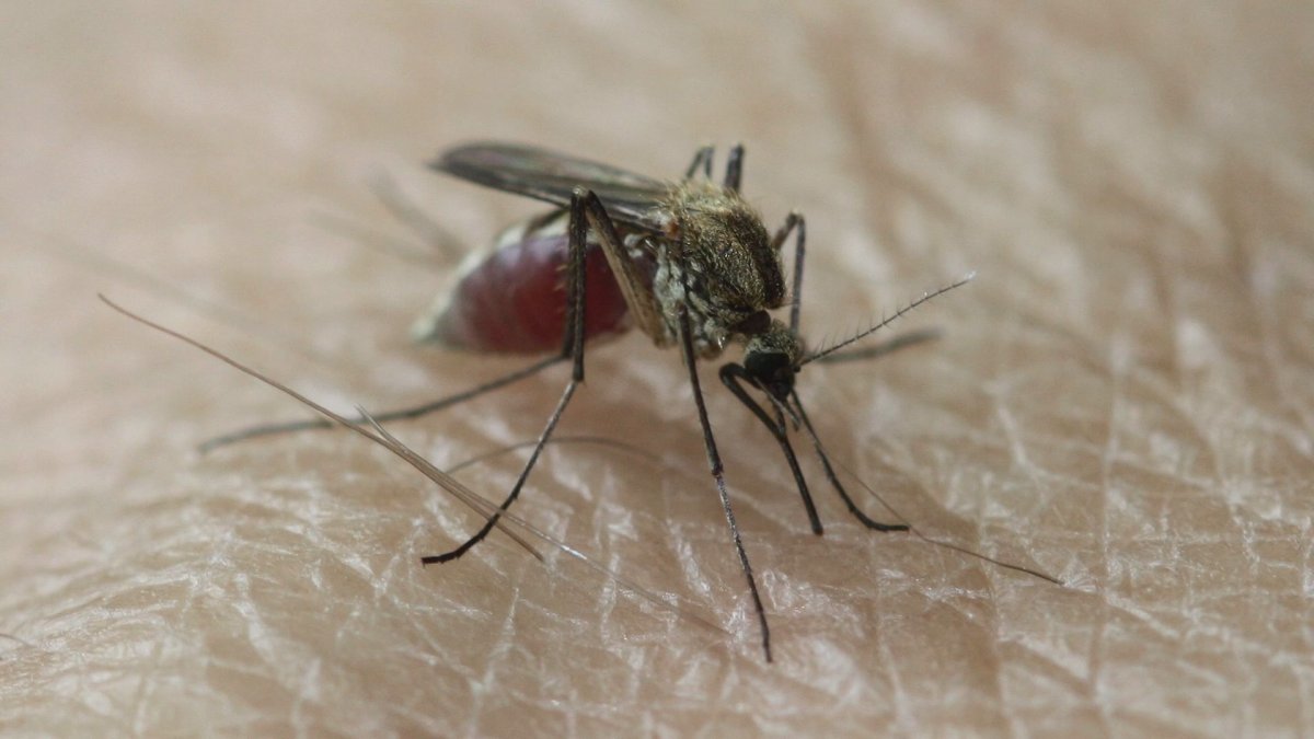 Азиатская Ягодная дрозофила