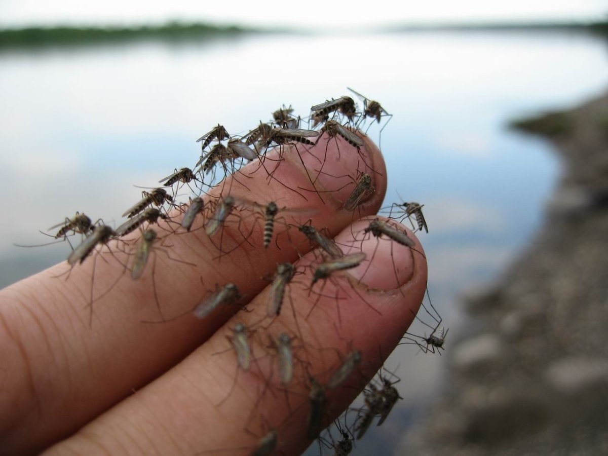 Слепни мухи Жигалки