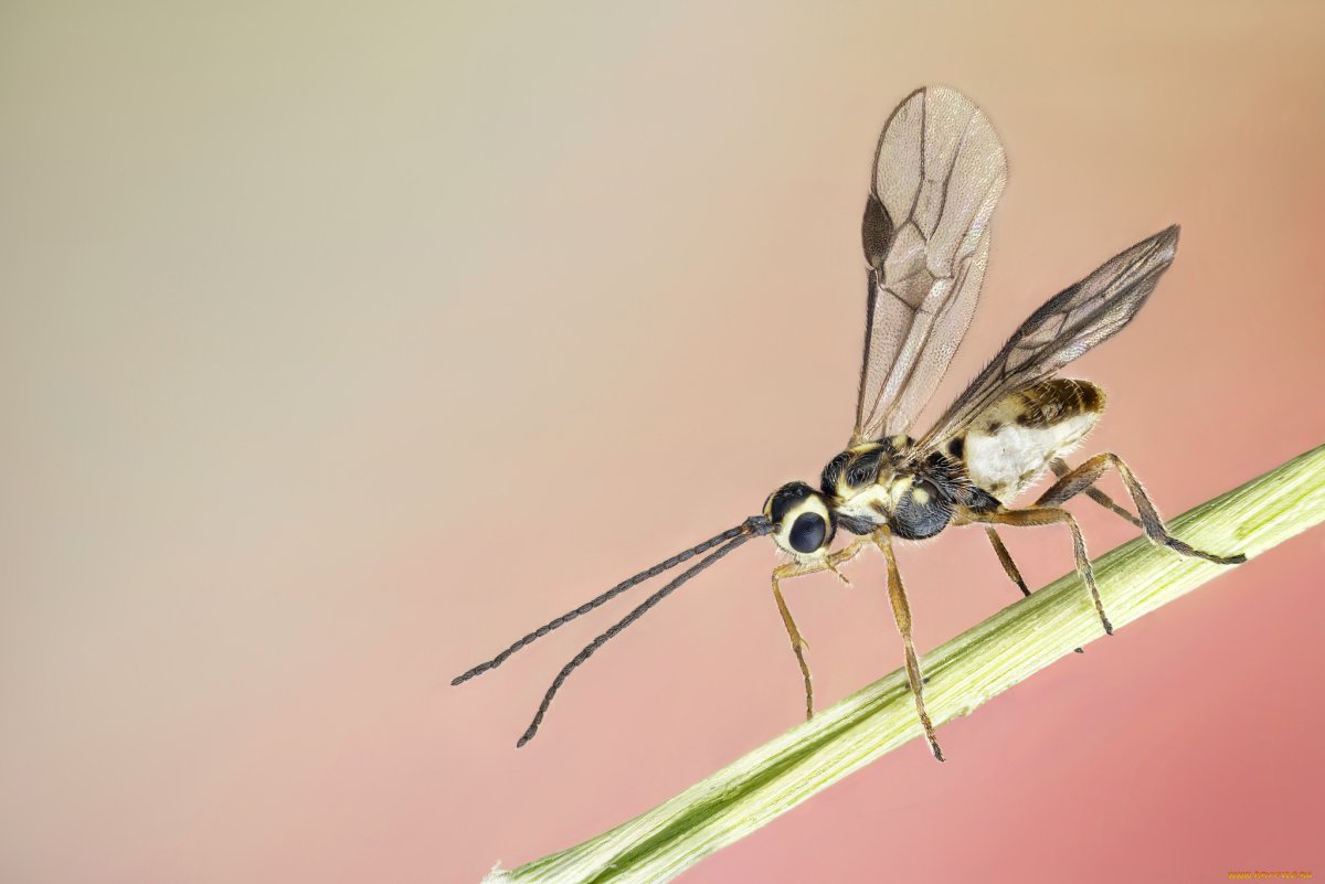 Болотная мошка