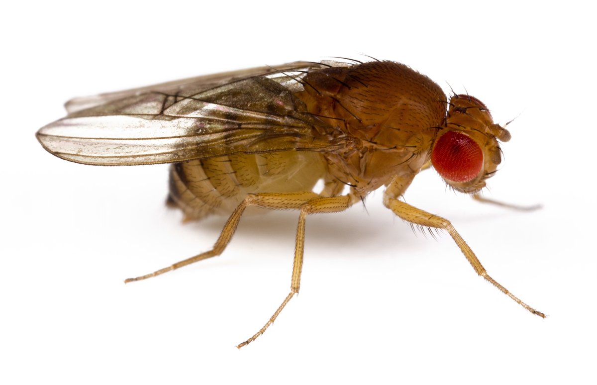 Мошка на белом фоне