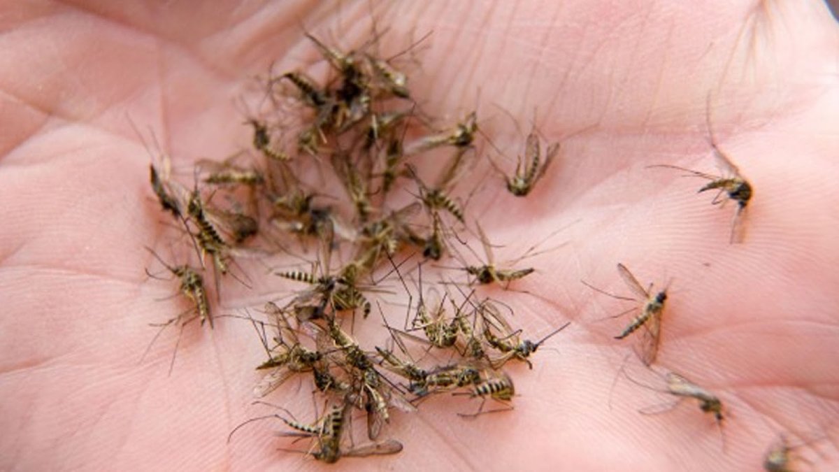 Муха дрозофила