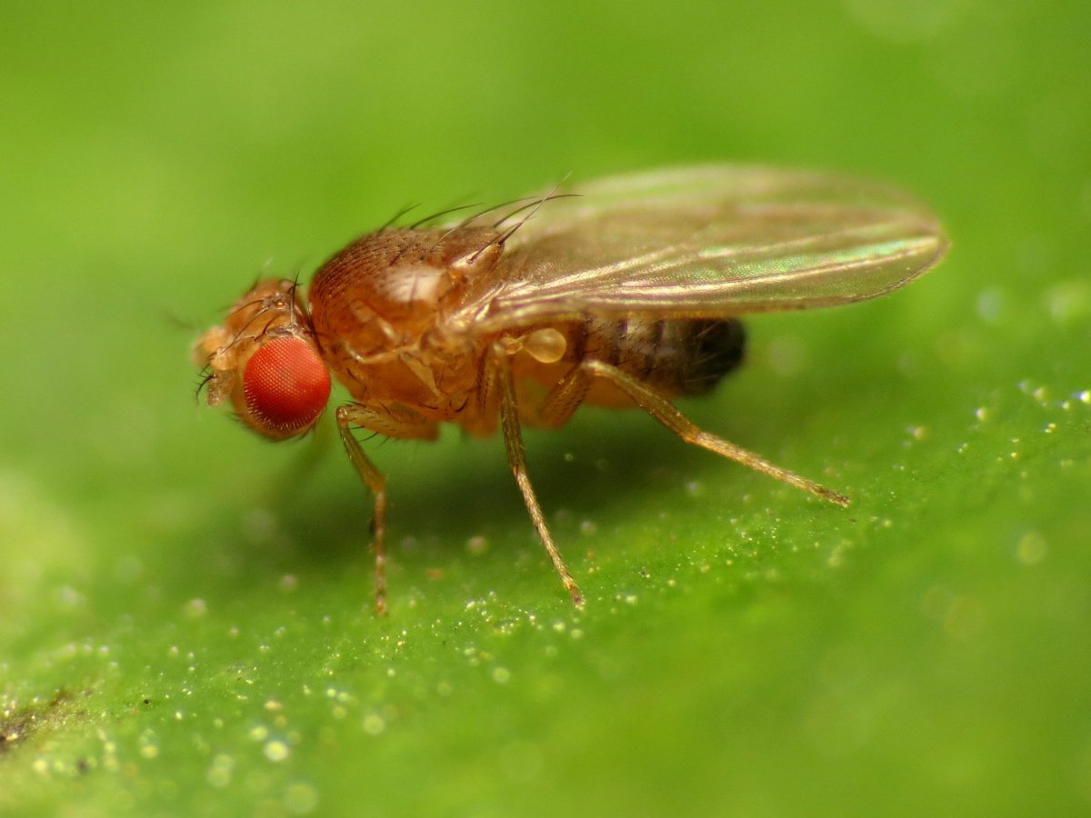 Drosophila melanogaster Морган