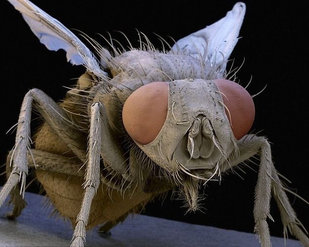 Самые маленькие мухи