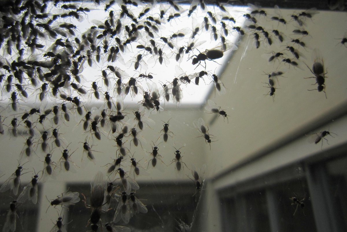 Мошки в квартире