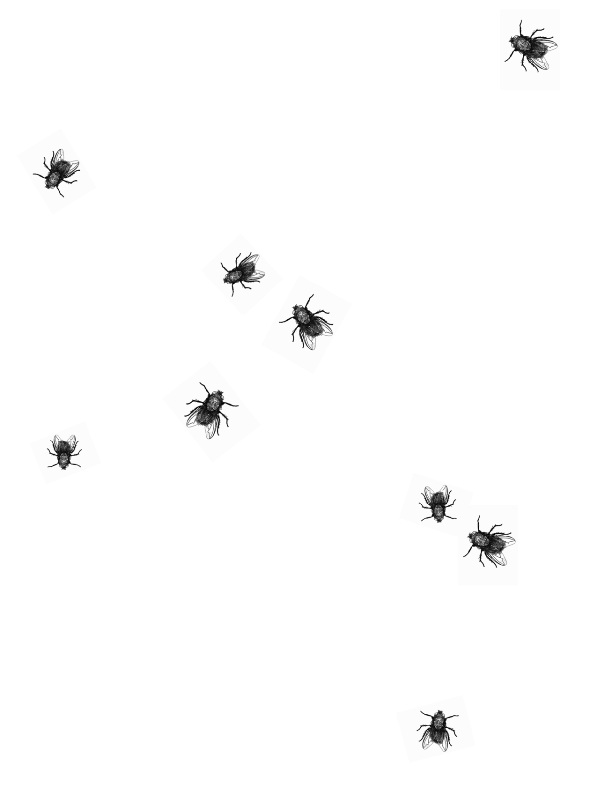 Мошки бетилиды