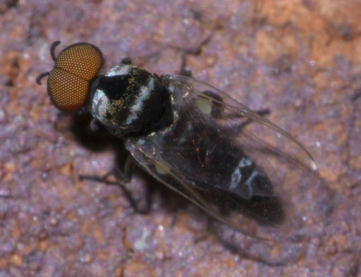 Мошка Речная (Simulium galeratum)