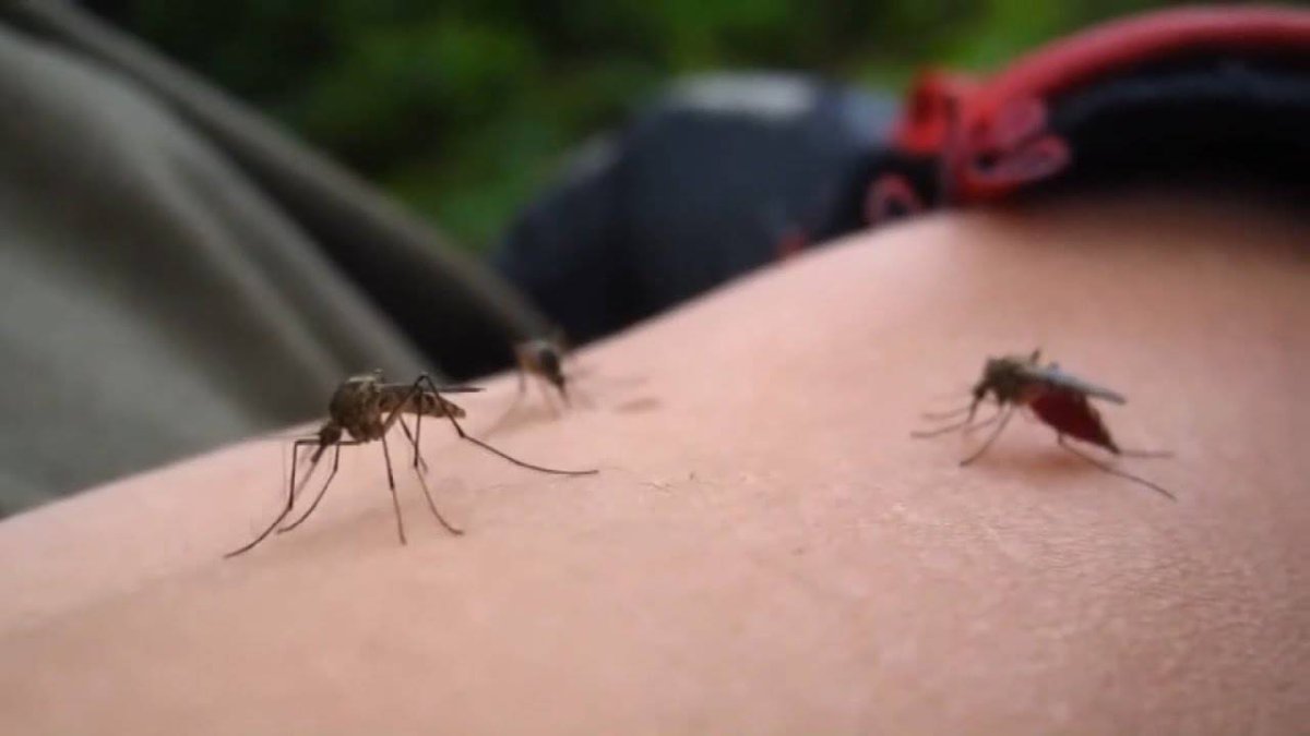 Тундровая мошка