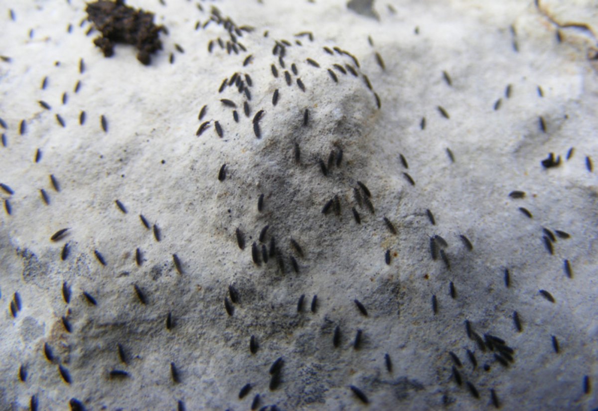 Жучки бетилиды