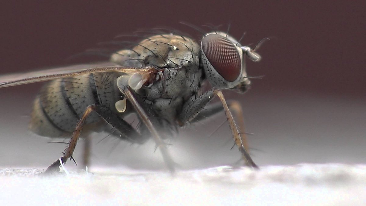 Комары кровопийцы