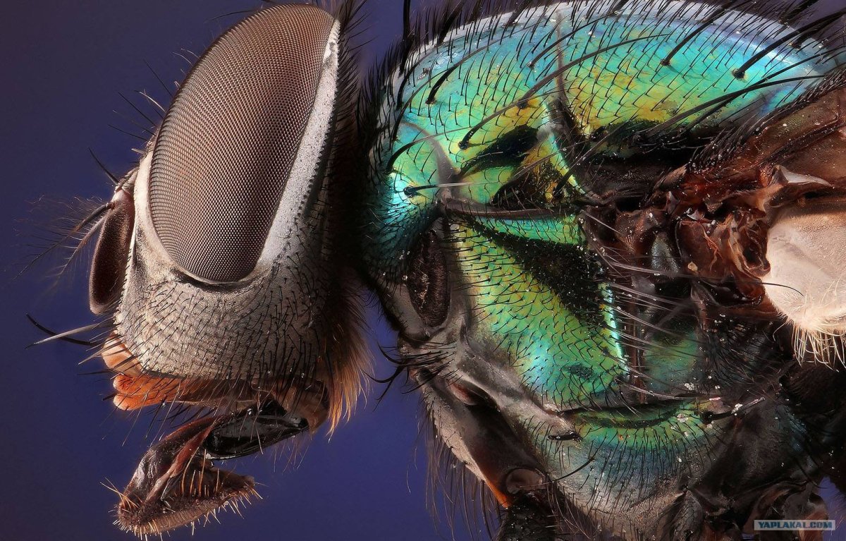 Слепни (Tabanidae)