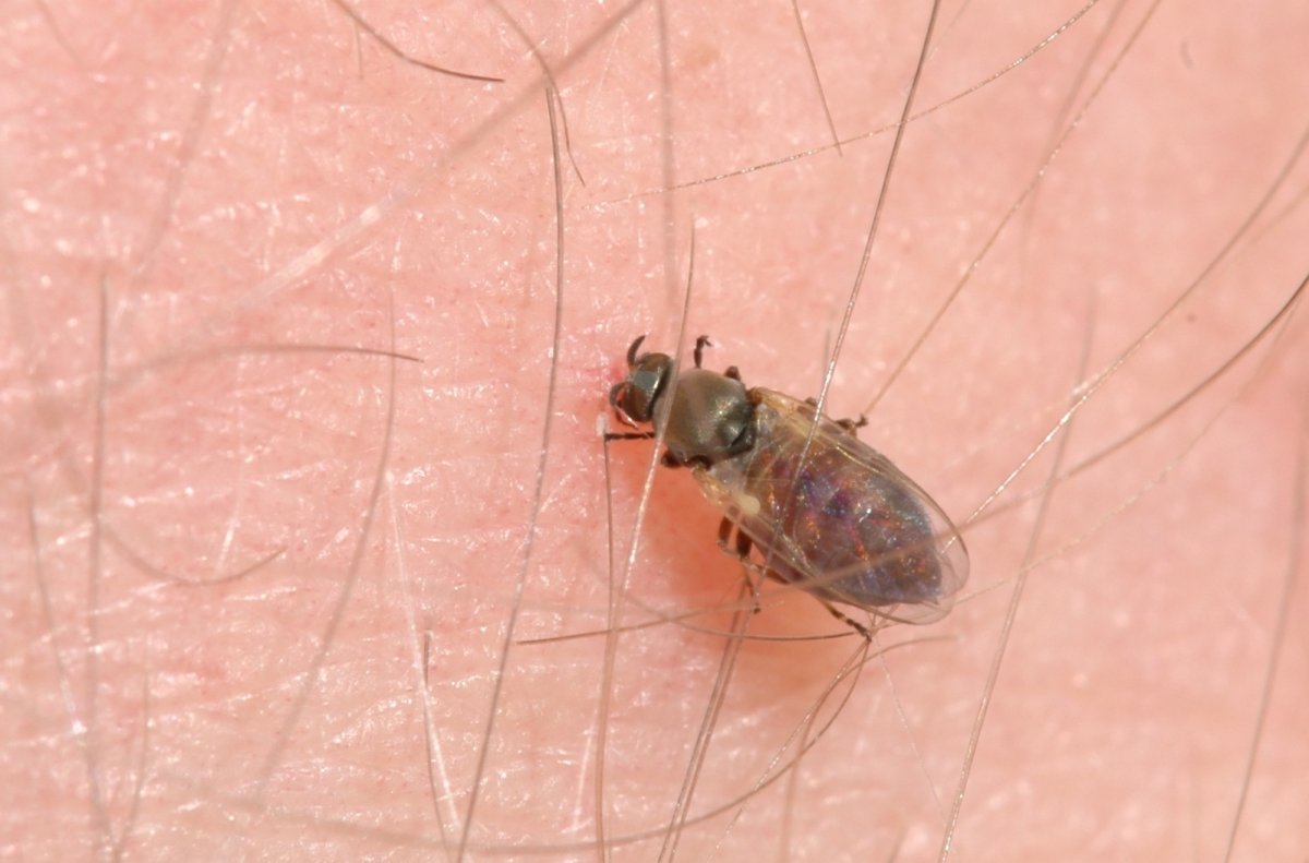 Прозрачные мошки