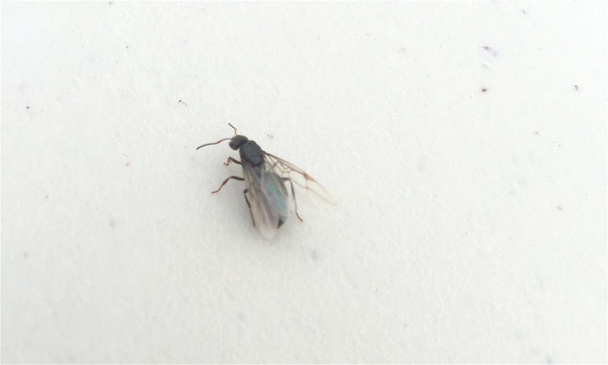 Муха на стекле