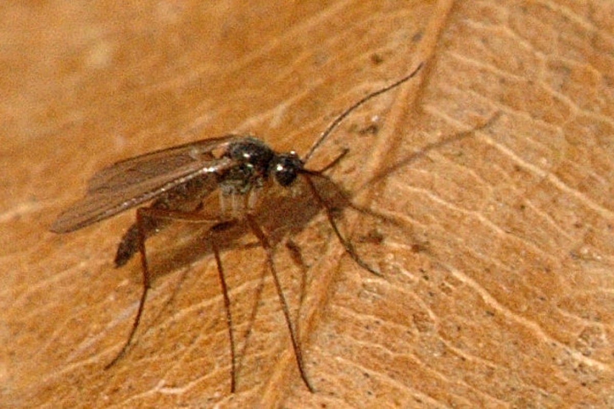 Прозрачные мошки