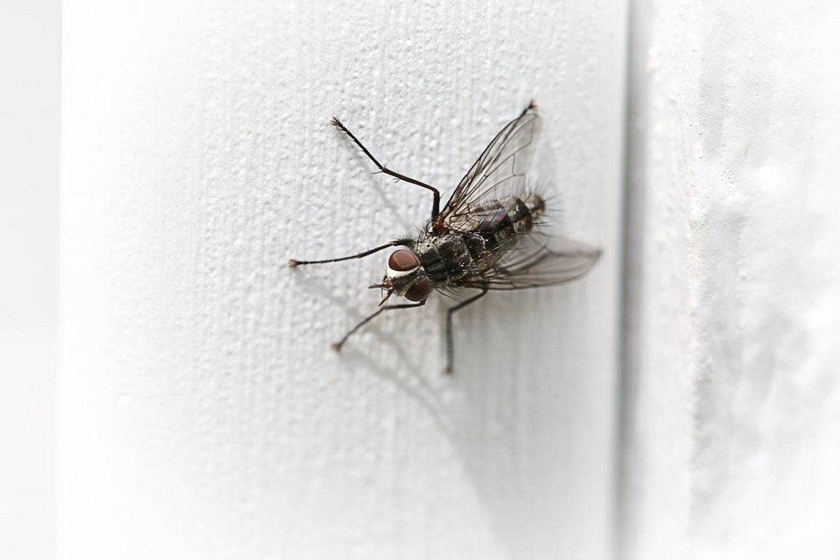 Комар дергунец