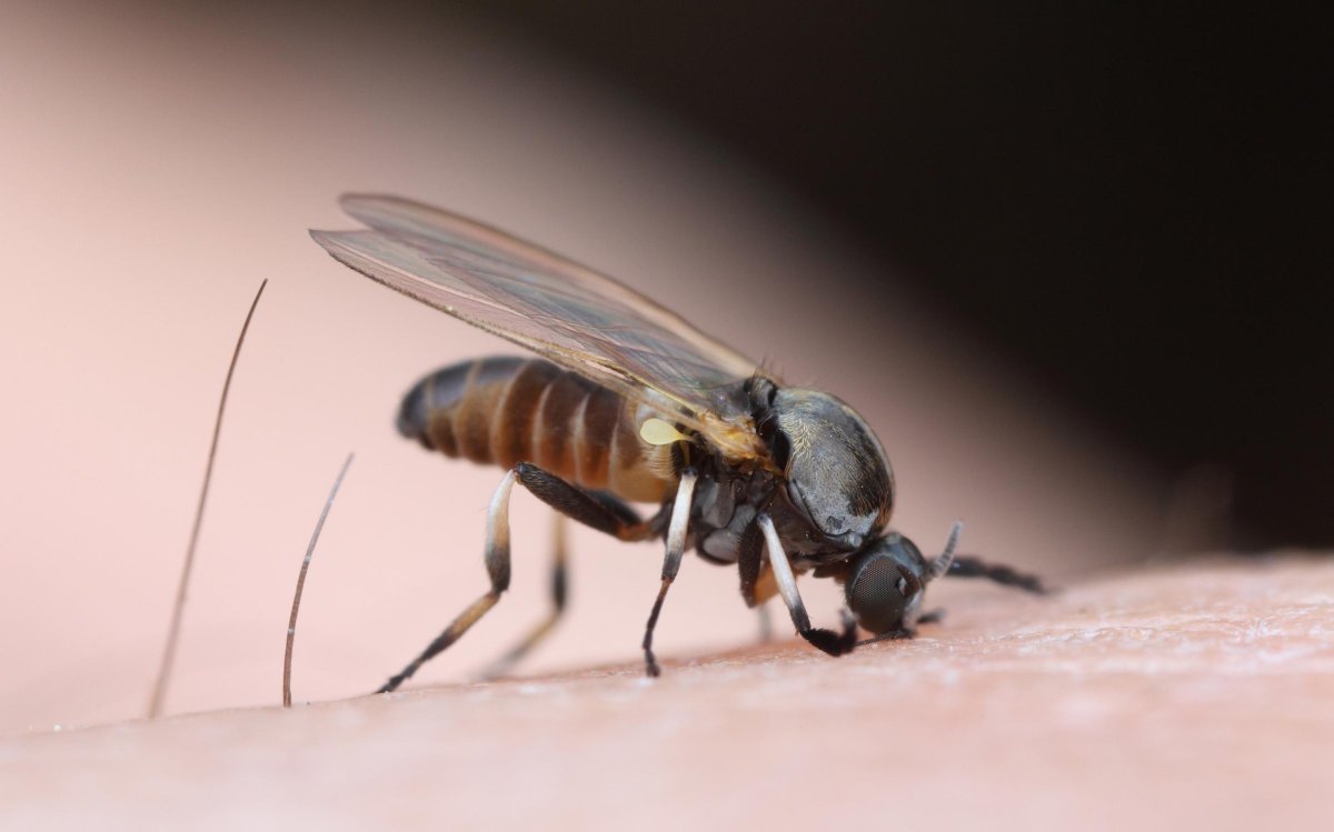 Плодовая мушка дрозофила