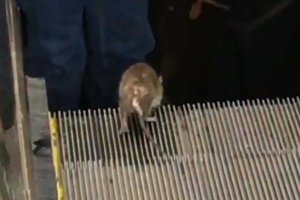 Крысы мутанты в Московском метро