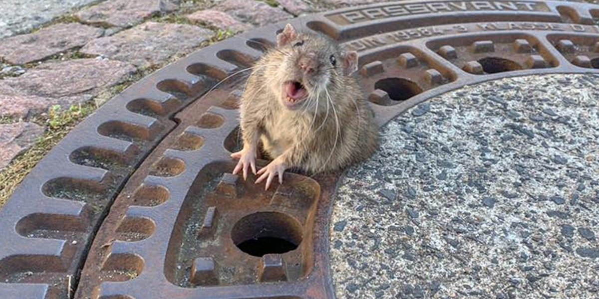 Крысы на красной площади