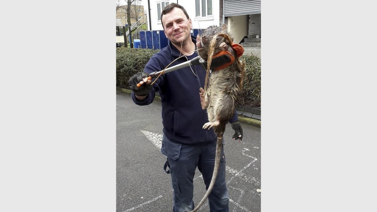 Крыса Пасюк в Московском метро